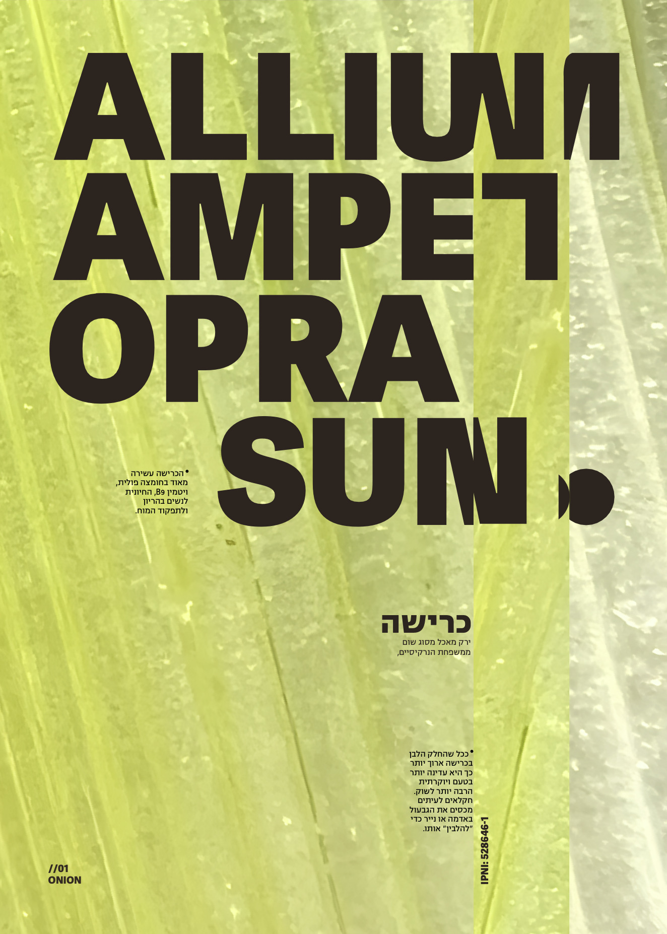 Allium ampeloprasum poster