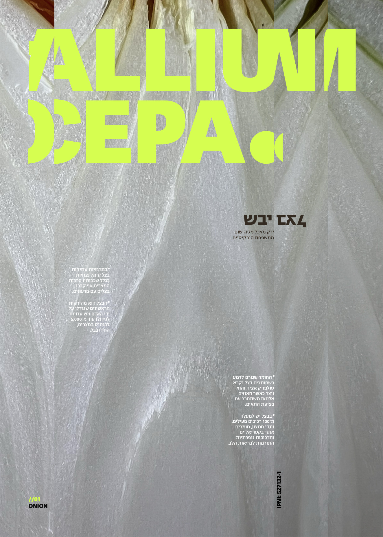 Allium cepa poster