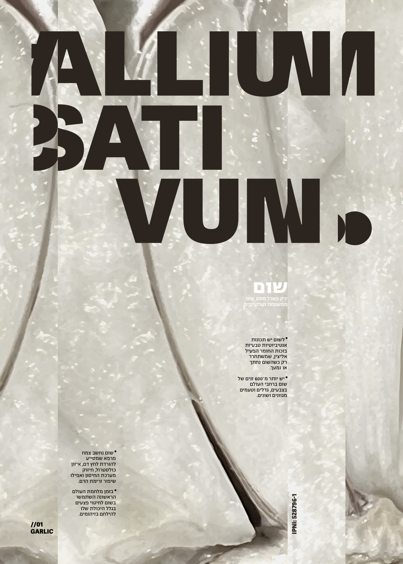 Allium sativum poster